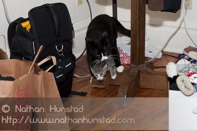 ???? chasing ???? around